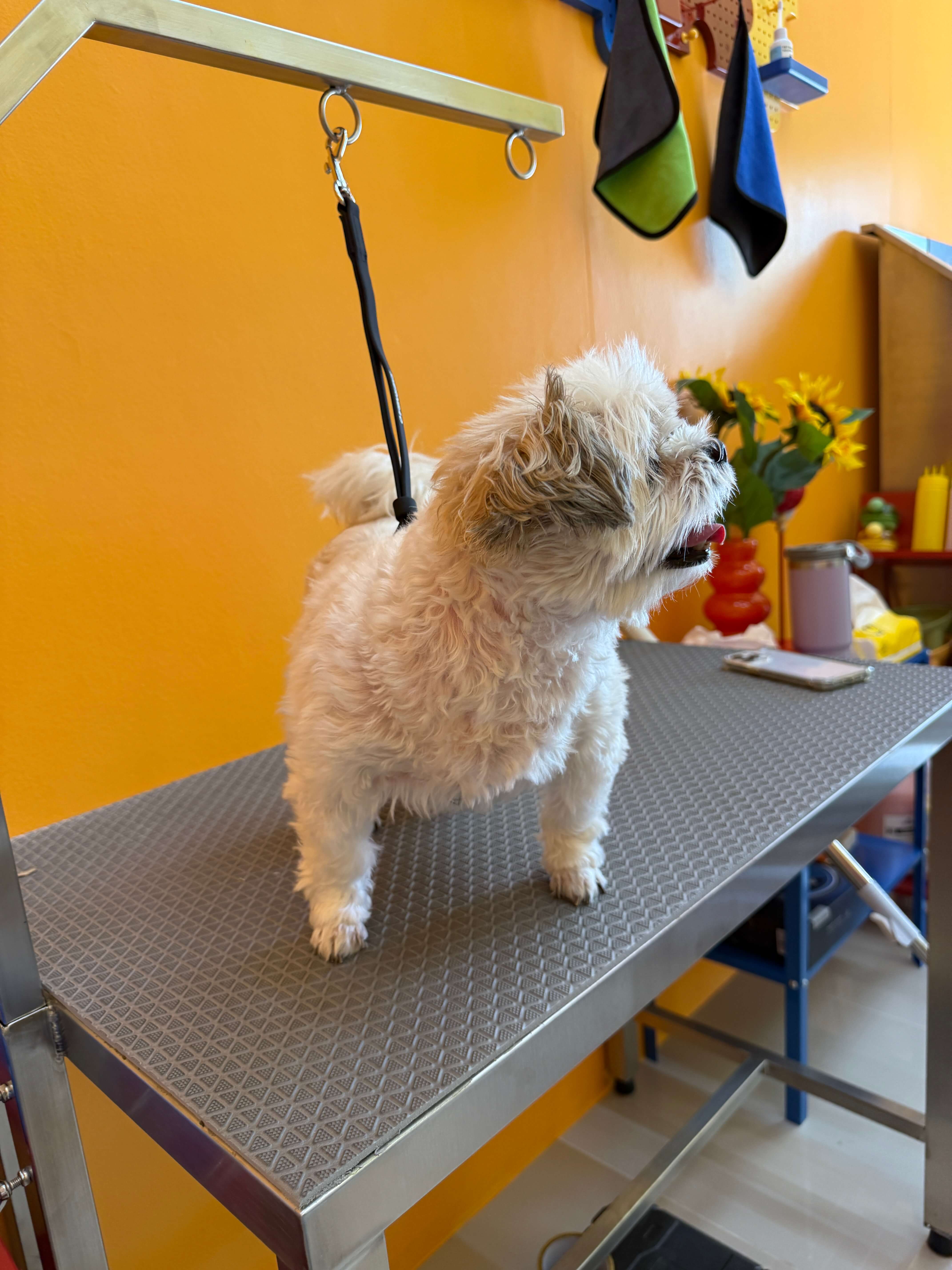 น้องหมาบนโต๊ะตัดขน