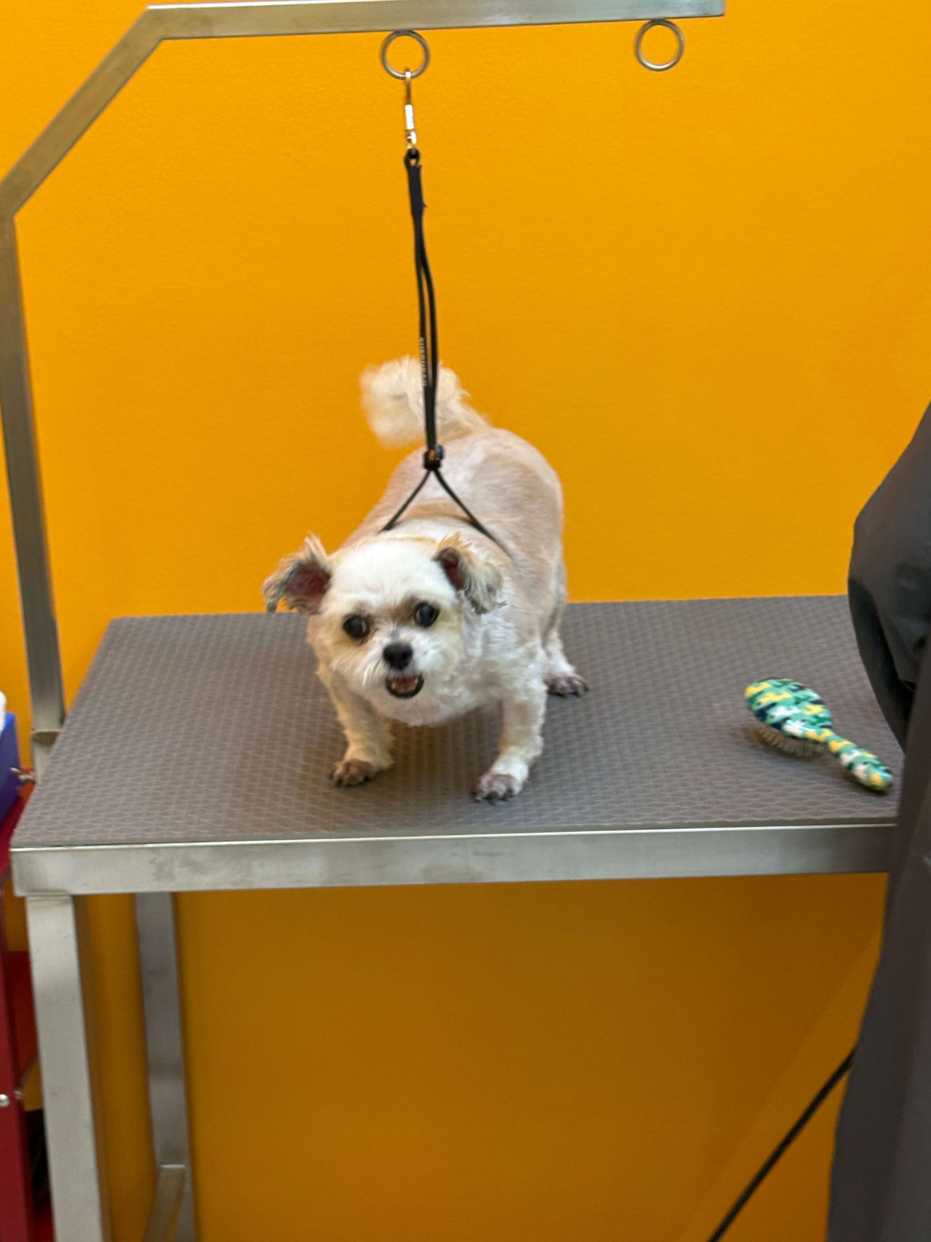 น้องหมาน่ารัก